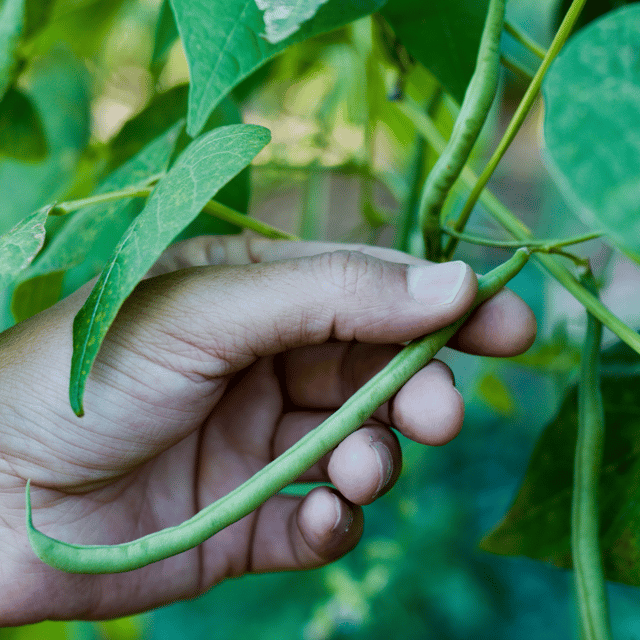 Organic (Desi) French Beans / Frash Phalli Seeds(Pack Of - 20 Seeds)