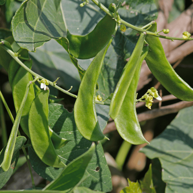 Organic (Desi) Sem Phali/Lima Beans Seeds(Pack Of -15 Seeds)