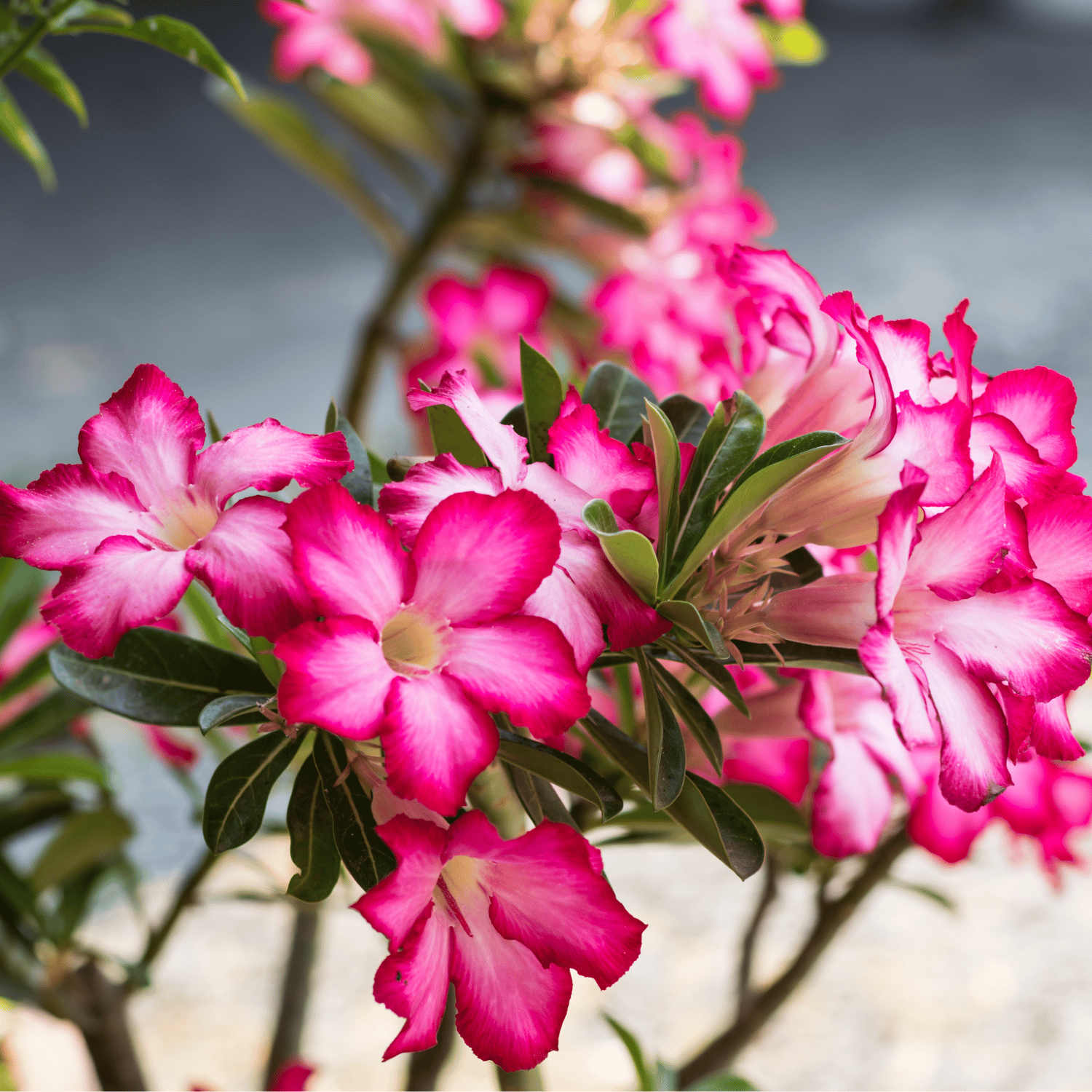 Adenium Obesum Mix Flower Seeds (Pack Of - 10 Seeds)