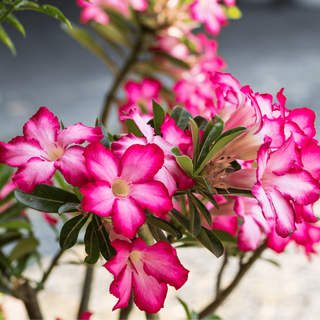 Adenium Obesum Mix Flower Seeds (Pack Of - 5 Seeds)