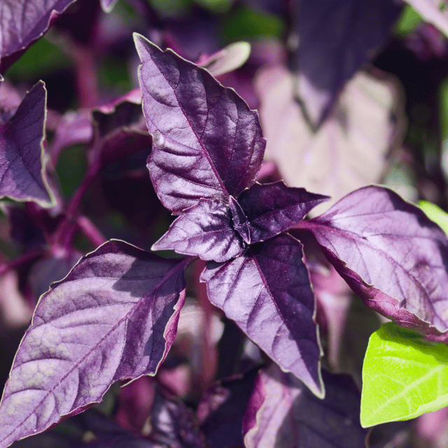 Organic Basil Purple Seeds (Pack Of - 40 Seeds)