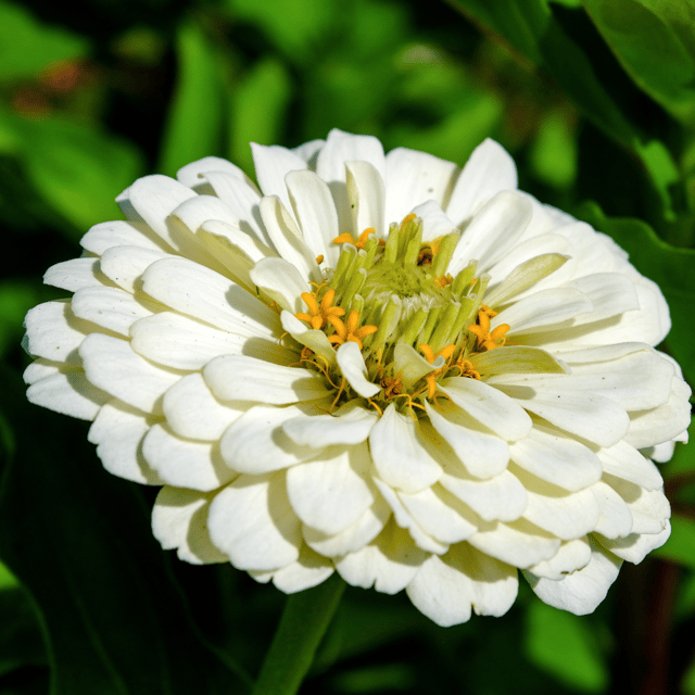 Zinnia Flower(White) Seeds (Pack Of - 25 Seeds)