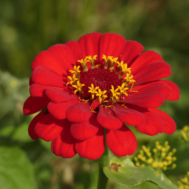 Zinnia Flower(Red) Seeds (Pack Of - 25 Seeds)