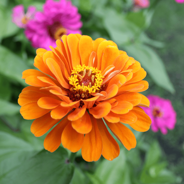 Zinnia Flower(Orange) Seeds (Pack Of - 25 Seeds)