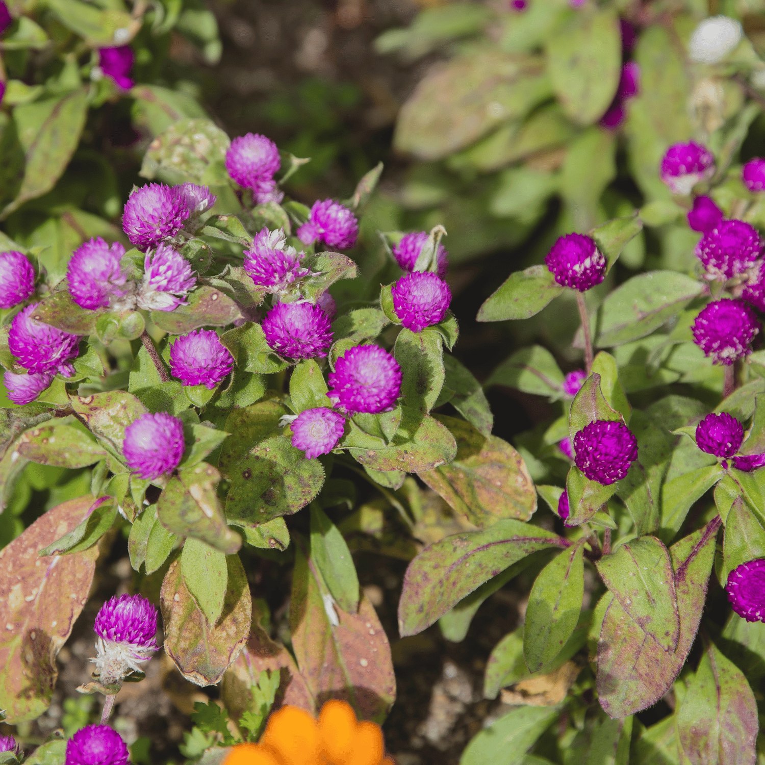 Gomphrena (Pink) Flower Seeds (Pack Of - 40 Seeds)