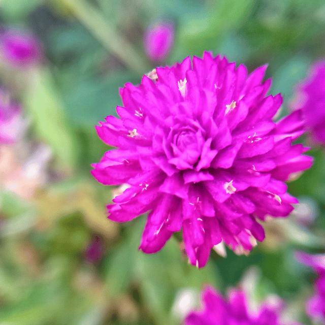 Gomphrena (Pink) Flower Seeds (Pack Of - 40 Seeds)