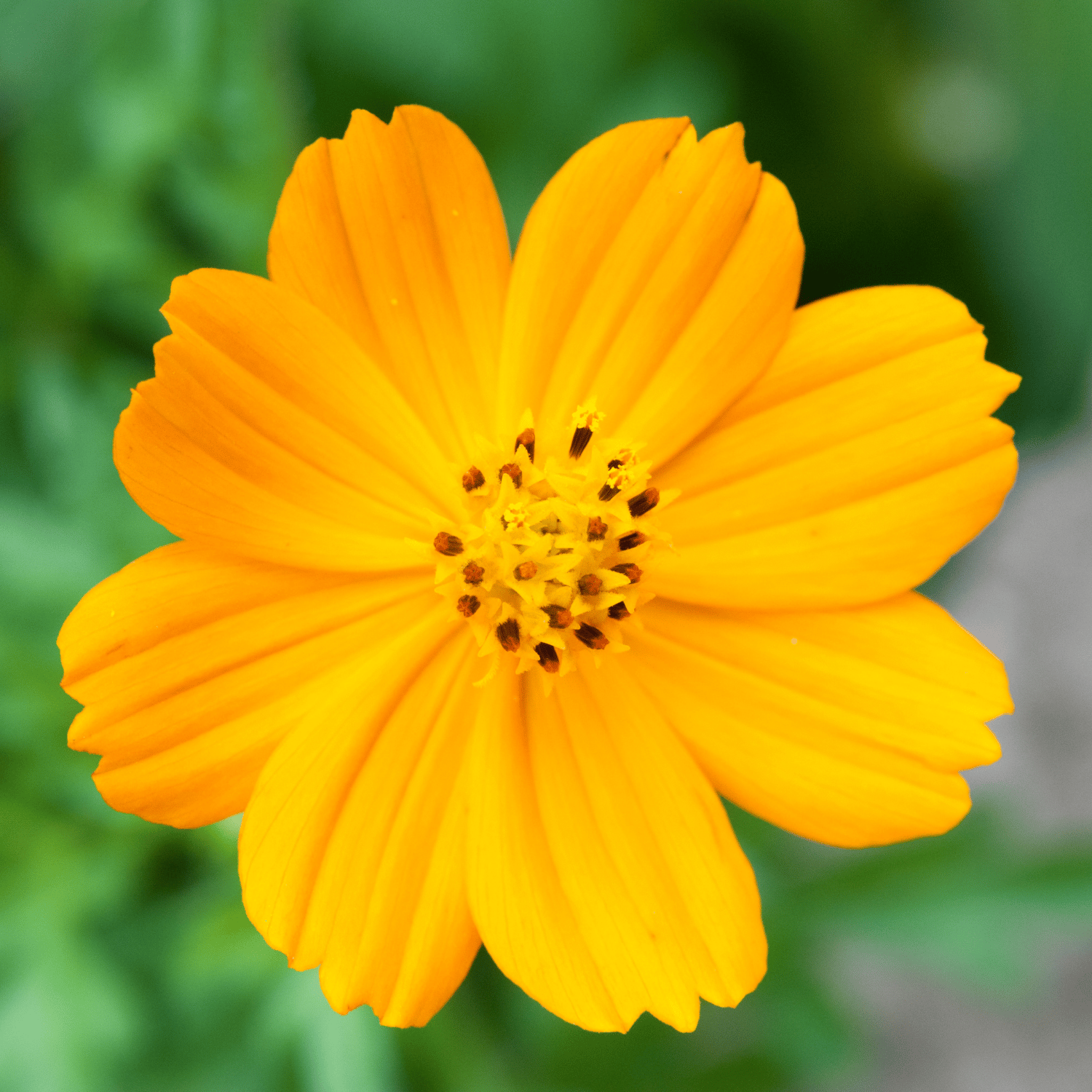 Cosmos (Yellow) Flower Seeds (Pack Of - 25 Seeds)