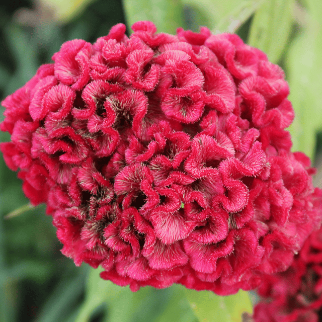 Cockscomb Mix Flower Seeds (Pack Of - 50 Seeds)