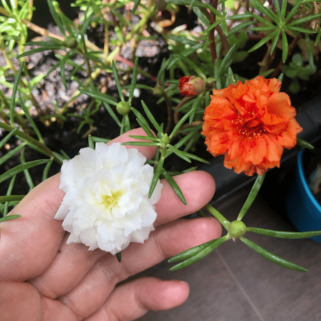 Moss Rose / Portulaca Mix Flower Seeds (Pack Of - 100 Seeds)