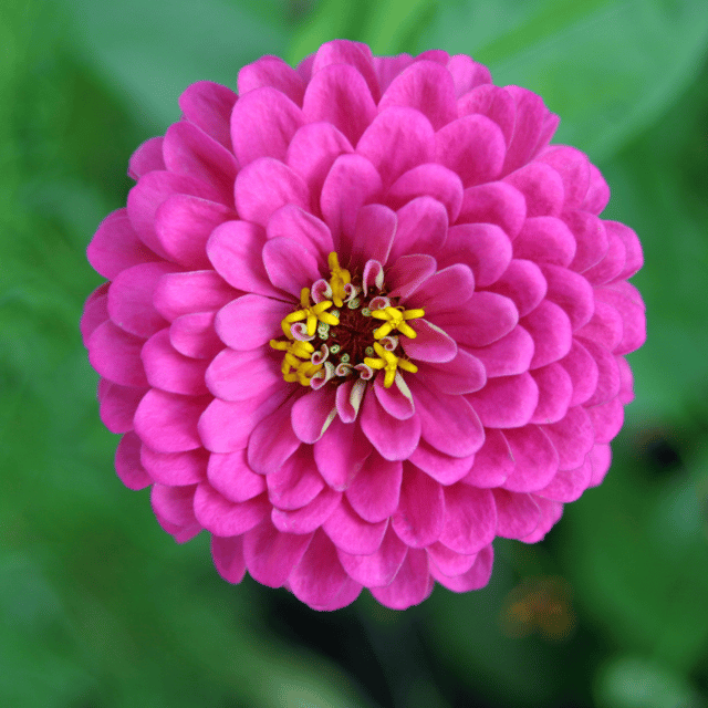 Zinnia Flower(Purple) Seeds (Pack Of - 25 Seeds)