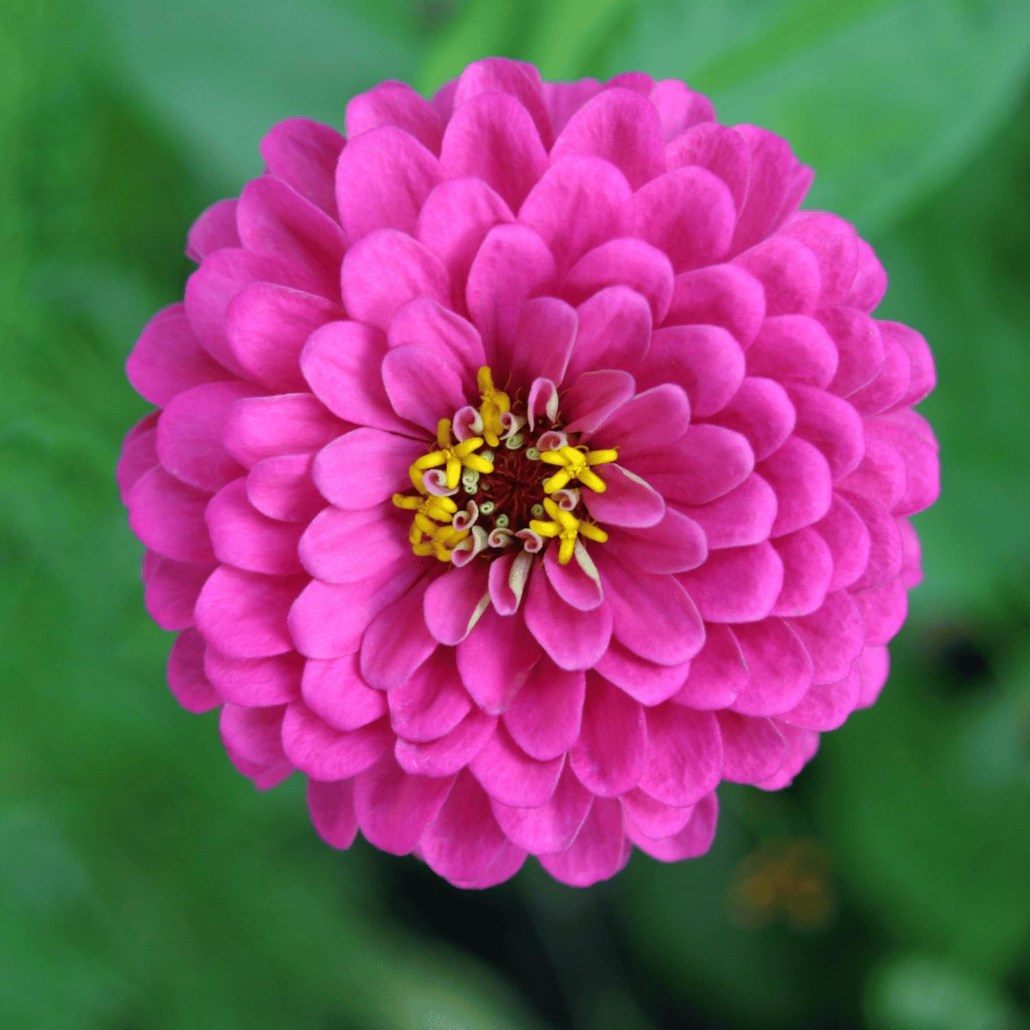 Zinnia Flower(Purple) Seeds (Pack Of - 25 Seeds)