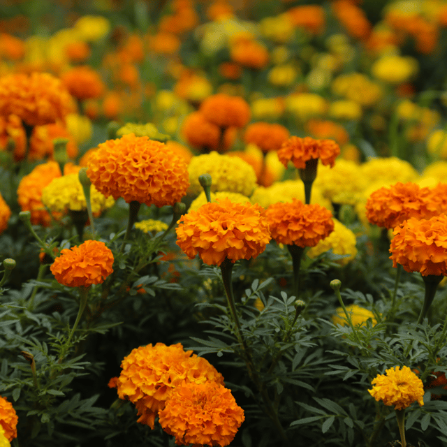 Marigold (African Mix) Summer Variety Flower Seeds (Pack Of - 40 Seeds)