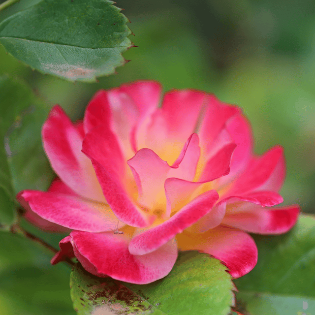 Balsamine Rose Flower Seeds (Pack Of - 20 Seeds)