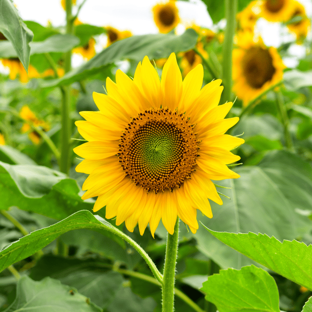 Sunflower (Russian) Flower Seeds (Pack Of - 20 Seeds)
