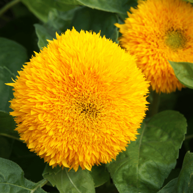 Sunflower (Sungold) Flower Seeds (Pack Of - 20 Seeds)