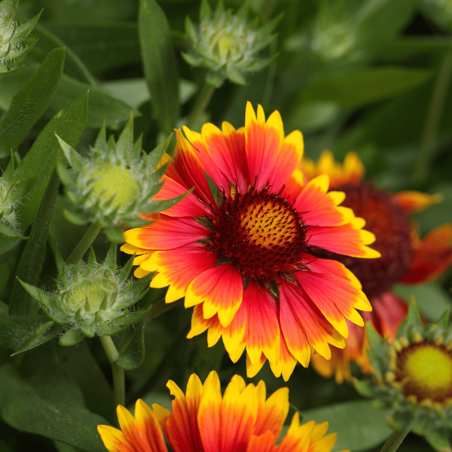 Gaillardia Aristata Mix Flower Seeds (Pack Of - 40 Seeds)