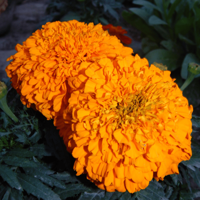 Hybrid Marigold (Orange) Flower Seeds (Pack Of - 40 Seeds)