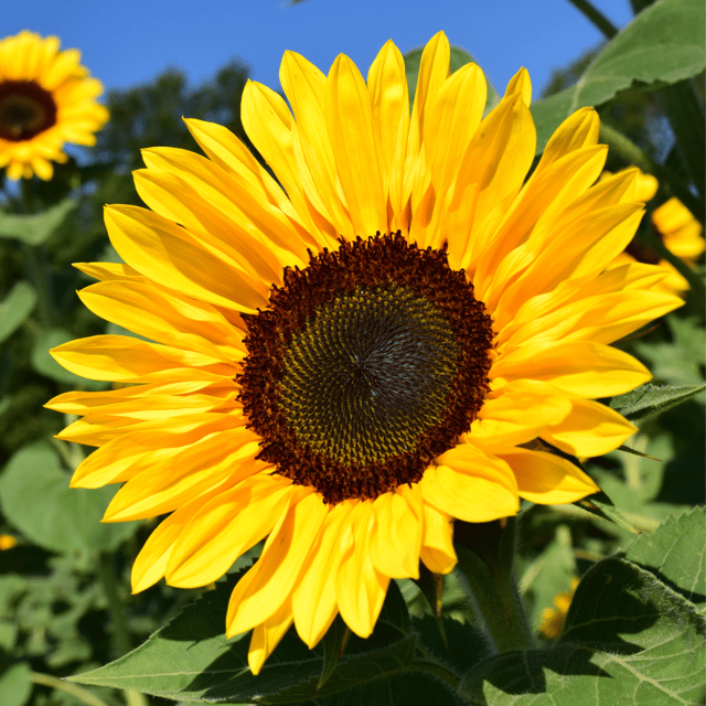 Sunflower Glant (Yellow) Flower Seeds (Pack Of - 15 Seeds)