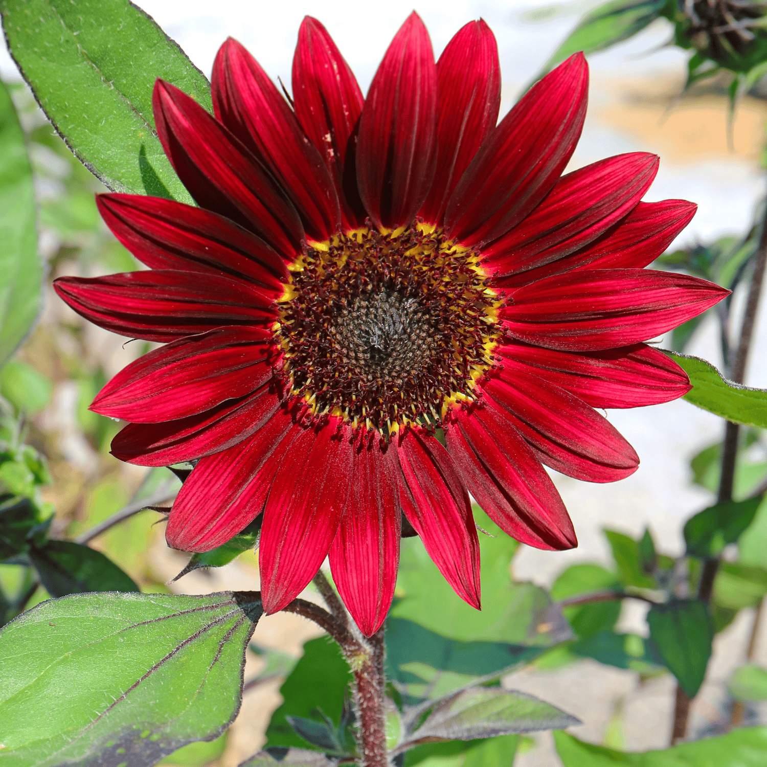 Sunflower Red Flower Seeds (Pack Of - 15 Seeds)