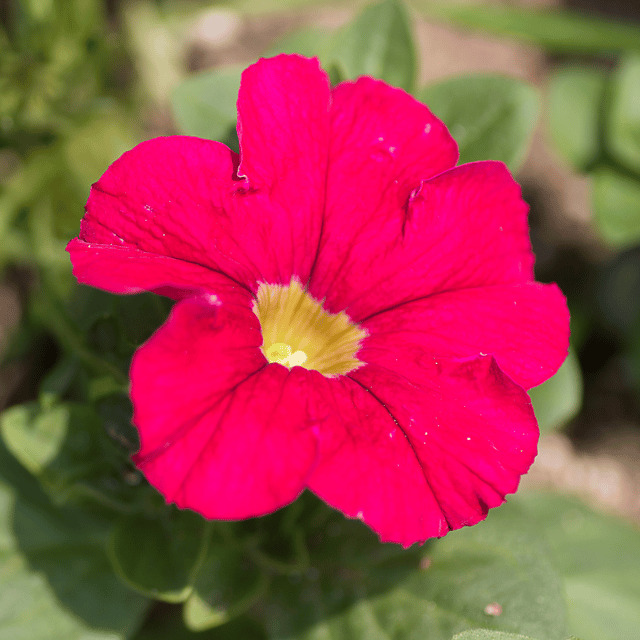 Morning Glory Red Flower Seeds (Pack Of - 15 Seeds)