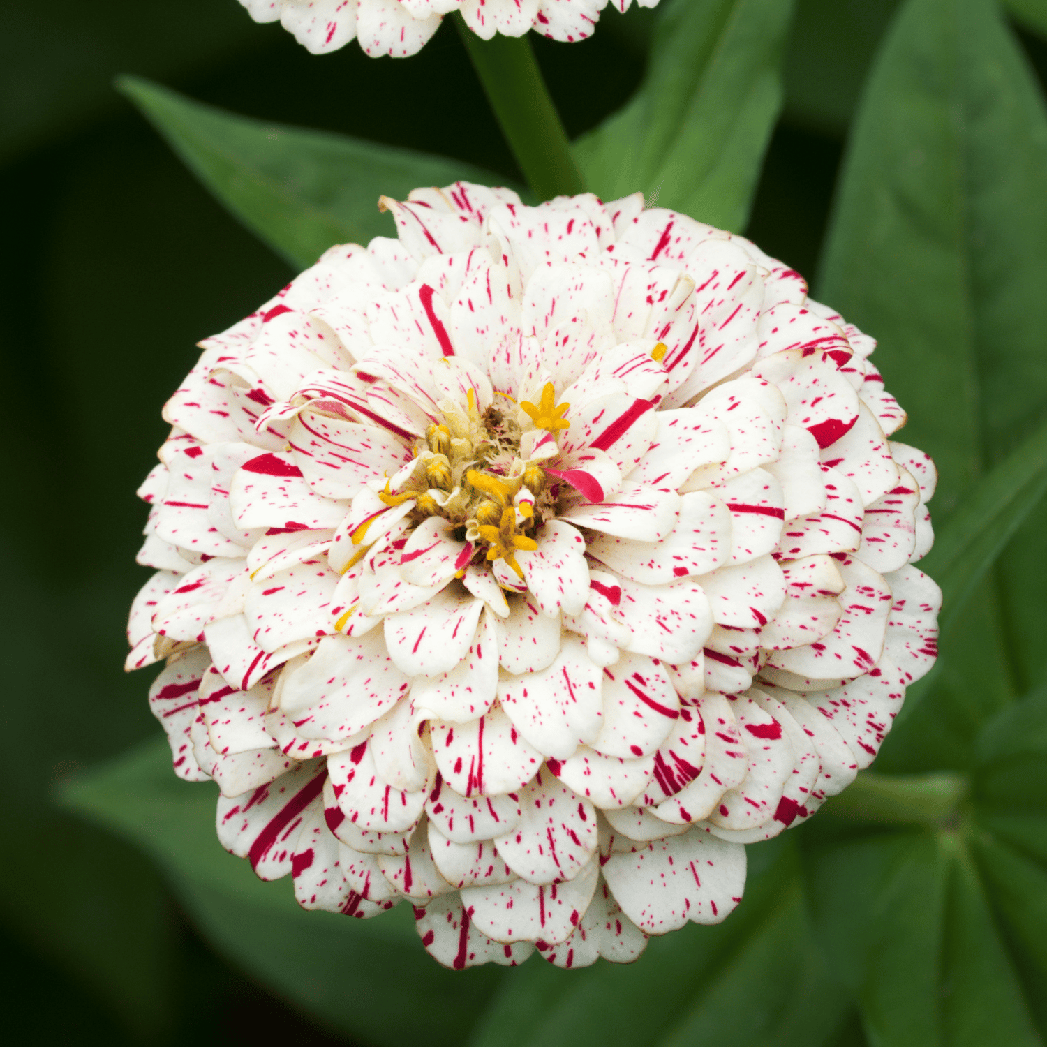 Zinnia Peppermint Mix Flower Seeds (Pack Of - 20 Seeds)