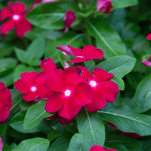 Vinka/Sadabahar (Dark Red) Flower Seeds (Pack Of - 10 Seeds)