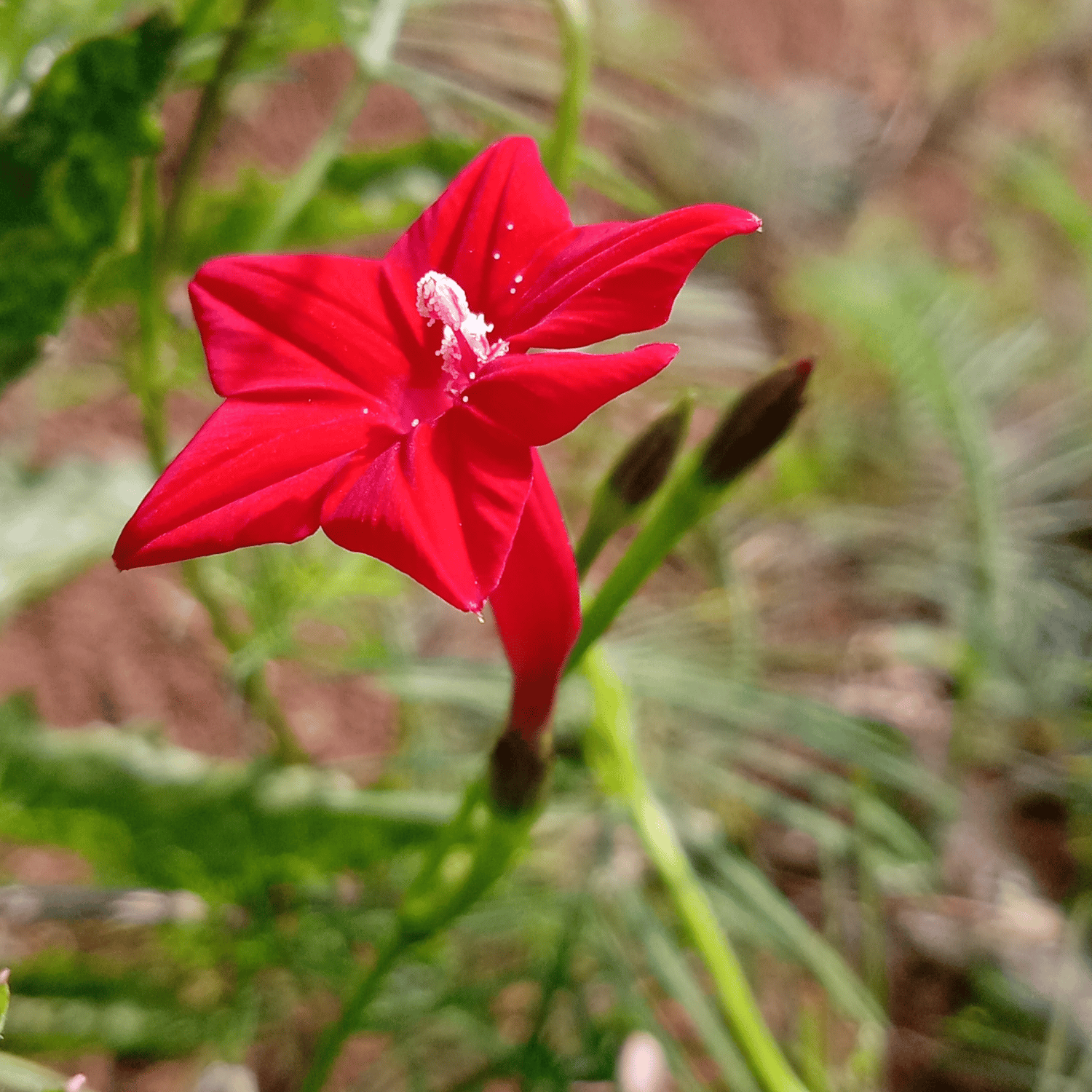 Cypress Vine Flower Seeds (Pack Of - 20 Seeds)