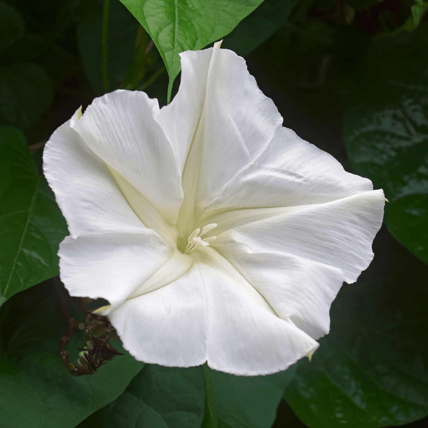 Moon Flower / Night Glory Flower Seeds (Pack Of - 10 Seeds)