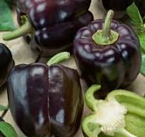 Organic (F2 Hybrid) Capsicum (Purple) Seeds(Pack Of - 20 Seeds)