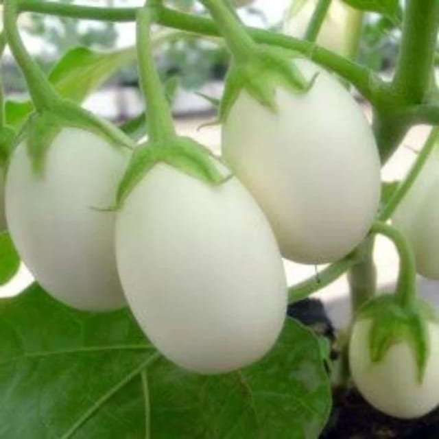 Organic (F2 Hybrid) White Brinjal (Round) Seeds(Pack Of - 40 Seeds)