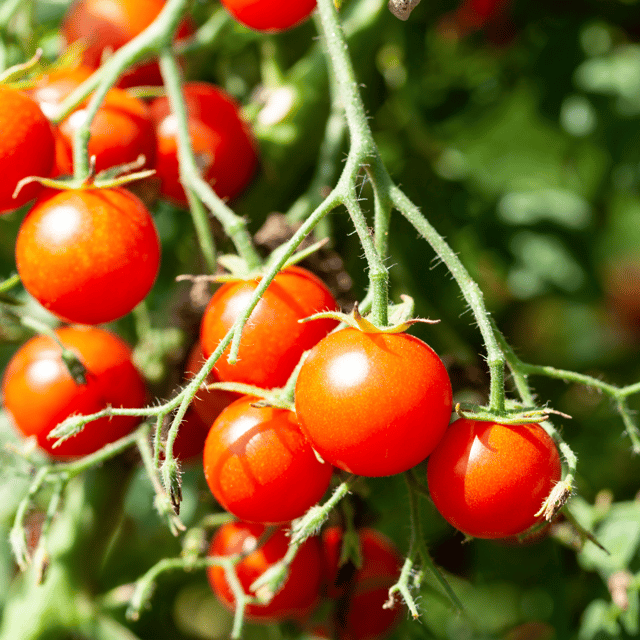 Organic (F2 Hybrid) Cherry Tomato (Red) Seeds Open Pollinated -(Pack Of - 40 Seeds)