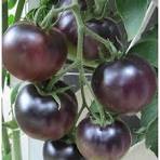Organic (F2 Hybrid) Tomato Black Purple Seeds(Pack Of -12 Seeds)