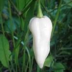 Organic (F2 Hybrid) Pepper Hot White Seeds(Pack Of - 20 Seeds)