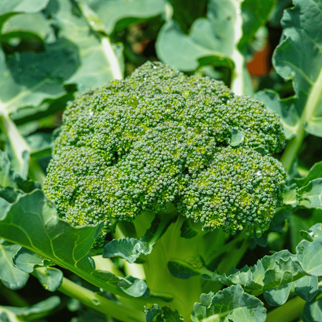 Organic (F2 Hybrid) Broccoli Seeds(Pack Of - 30 Seeds)