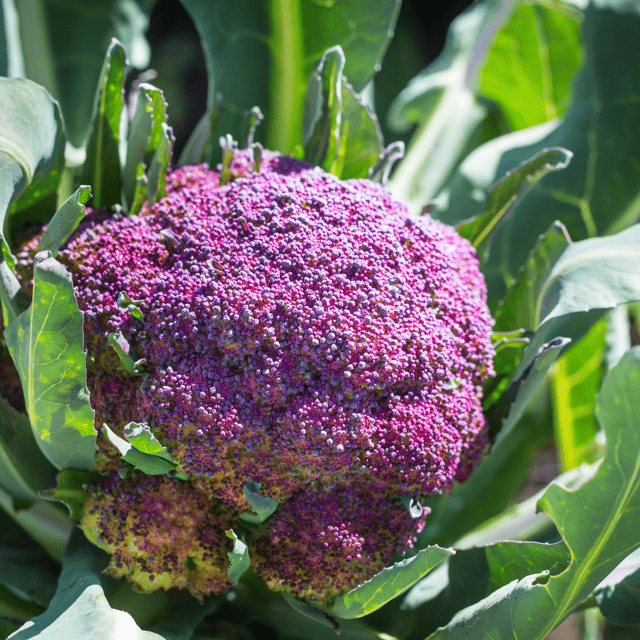 Organic (F2 Hybrid) Cauliflower Purple Seeds(Pack Of - 40 Seeds)