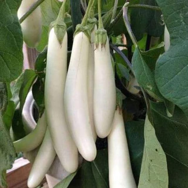 Organic (F2 Hybrid) White Brinjal (Long) Seeds(Pack Of - 40 Seeds)