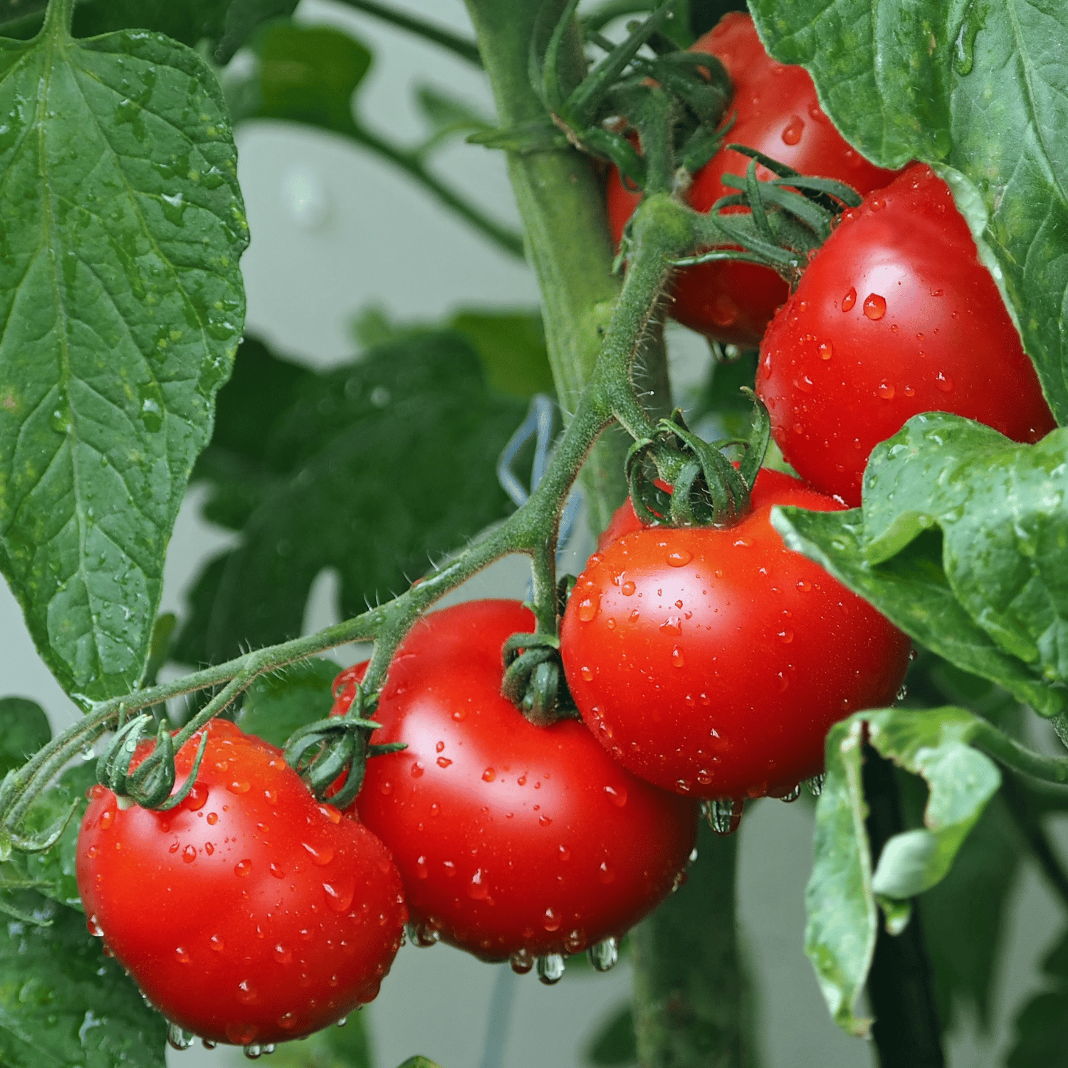 Organic (F3 Hybrid) Tomato Seeds(Pack Of - 50 Seeds)