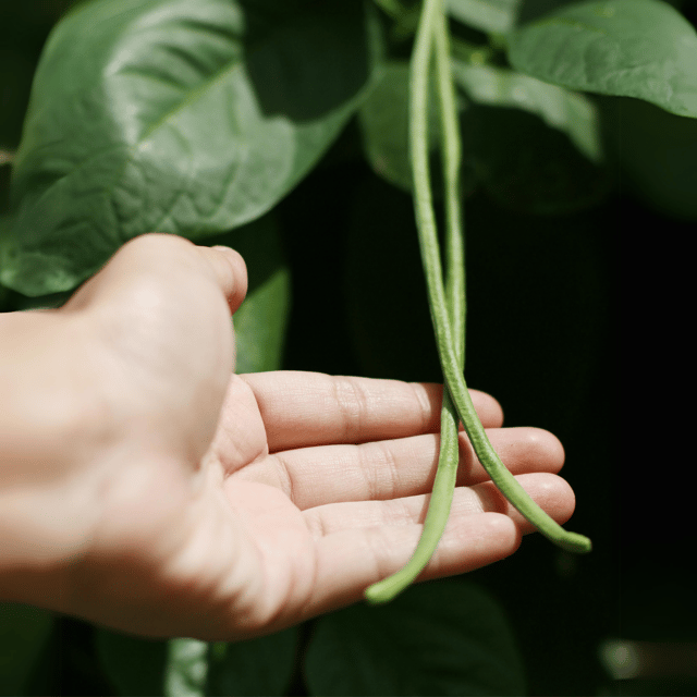 Organic (F3 Hybrid) Yard Long Beans Seeds(Pack Of - 50 Seeds)