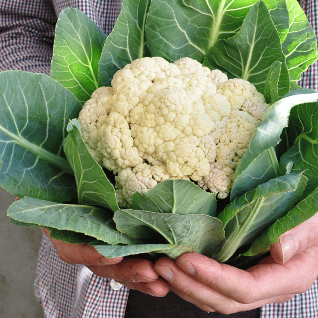 Organic (F3 Hybrid) Cauliflower/ Phulgovi Seeds(Pack Of - 40 Seeds)