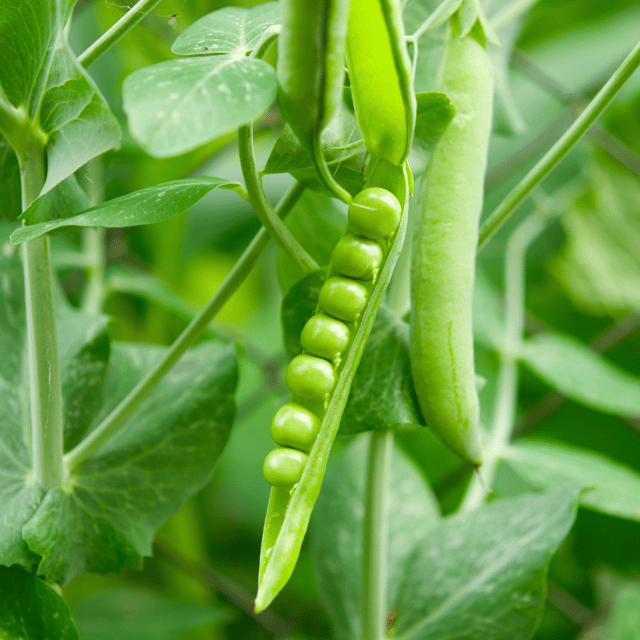 Organic (F3 Hybrid) Peas Seeds(Pack Of - 30 Seeds)