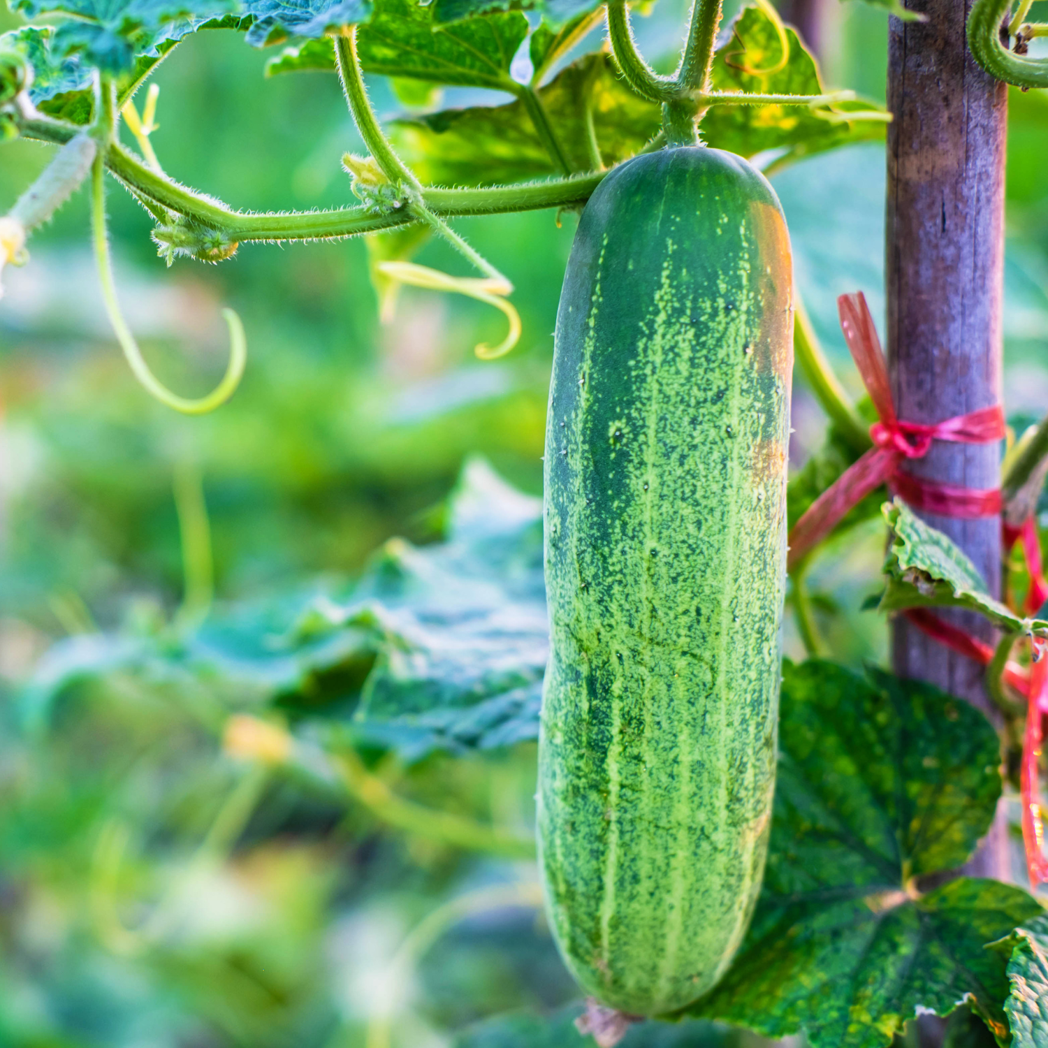 Organic (F3 Hybrid) Cucumber/Kheera Seeds(Pack Of - 40 Seeds)