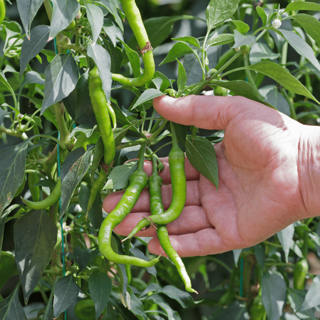 Organic (F3 Hybrid) Green Chilli Seeds(Pack Of - 50 Seeds)