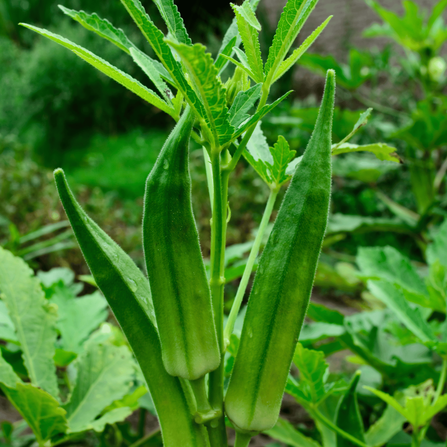 Organic (F3 Hybrid) Bhindi / Lady Finger Seeds(Pack Of - 40 Seeds)