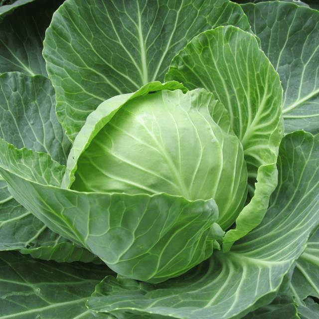 Organic (F3 Hybrid) Cabbage Seeds(Pack Of - 40 Seeds)