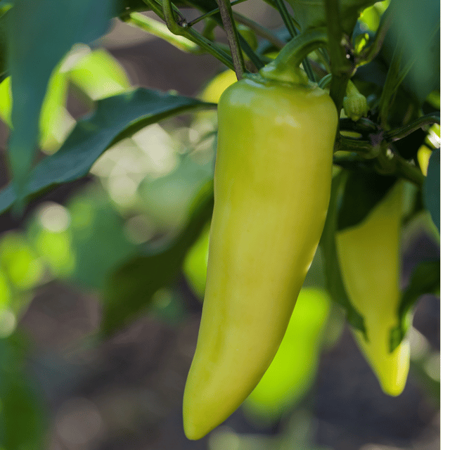 Organic (F3 Hybrid) Banana Pepper(Green) Seeds(Pack Of - 20 Seeds)