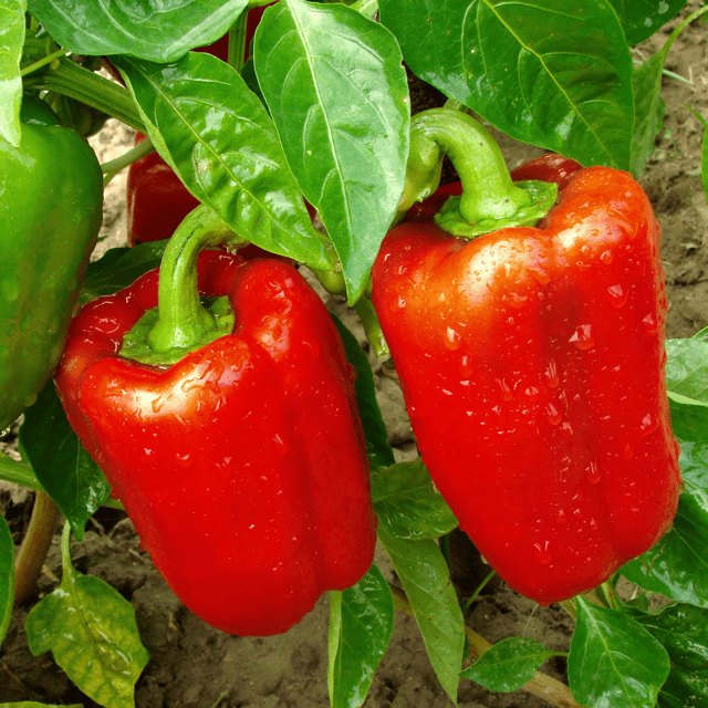 Organic (F3 Hybrid) Capsicum(Red) Seeds(Pack Of - 20 Seeds)