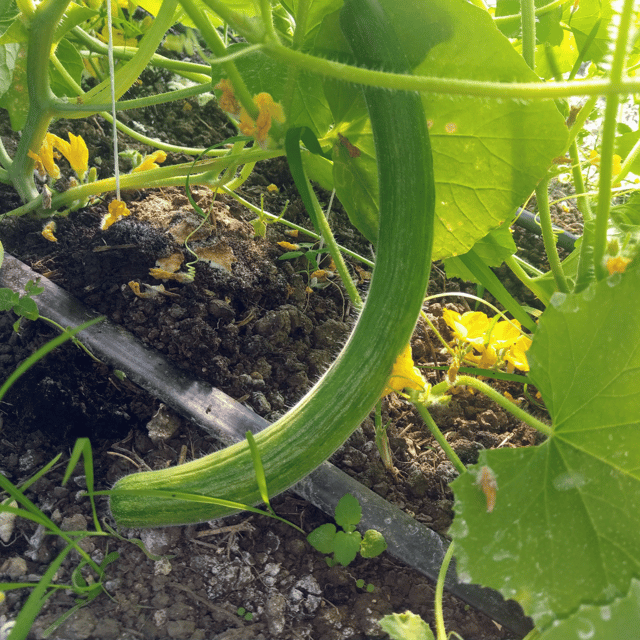 Organic (Desi) Kakri/ Armenian Cucumber Seeds(Pack Of - 40 Seeds)