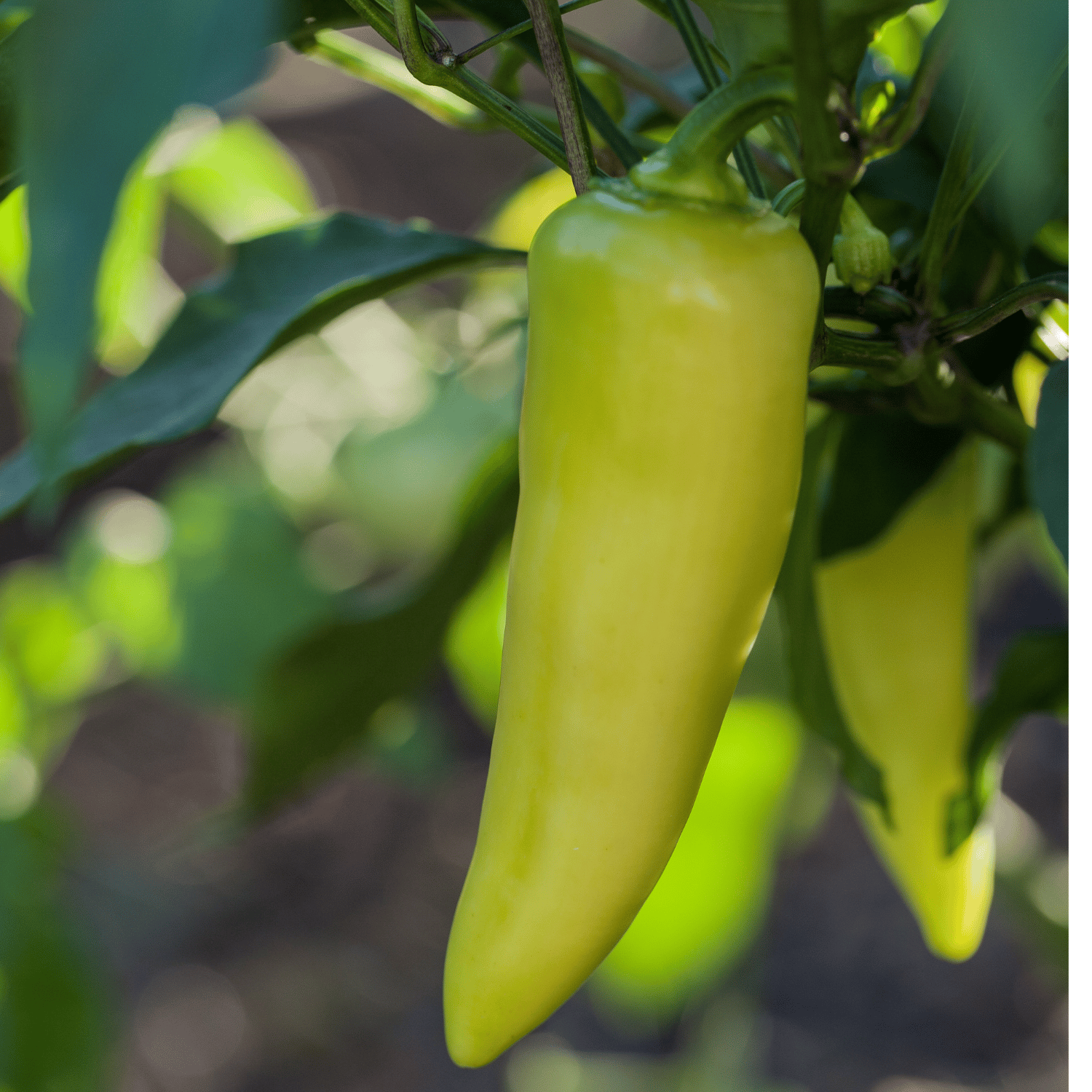 Organic (Desi) Banana Pepper(Green) Seeds(Pack Of - 20 Seeds)