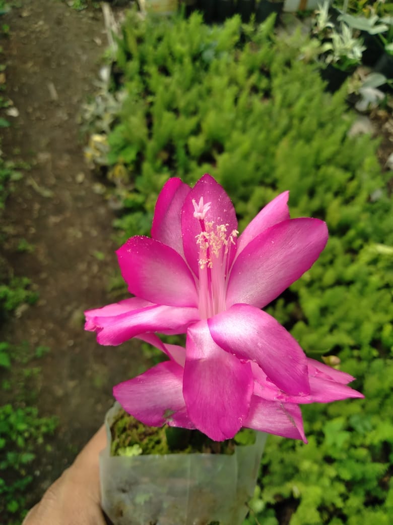 Christmas Cactus Flower Live Plant-(Pink)