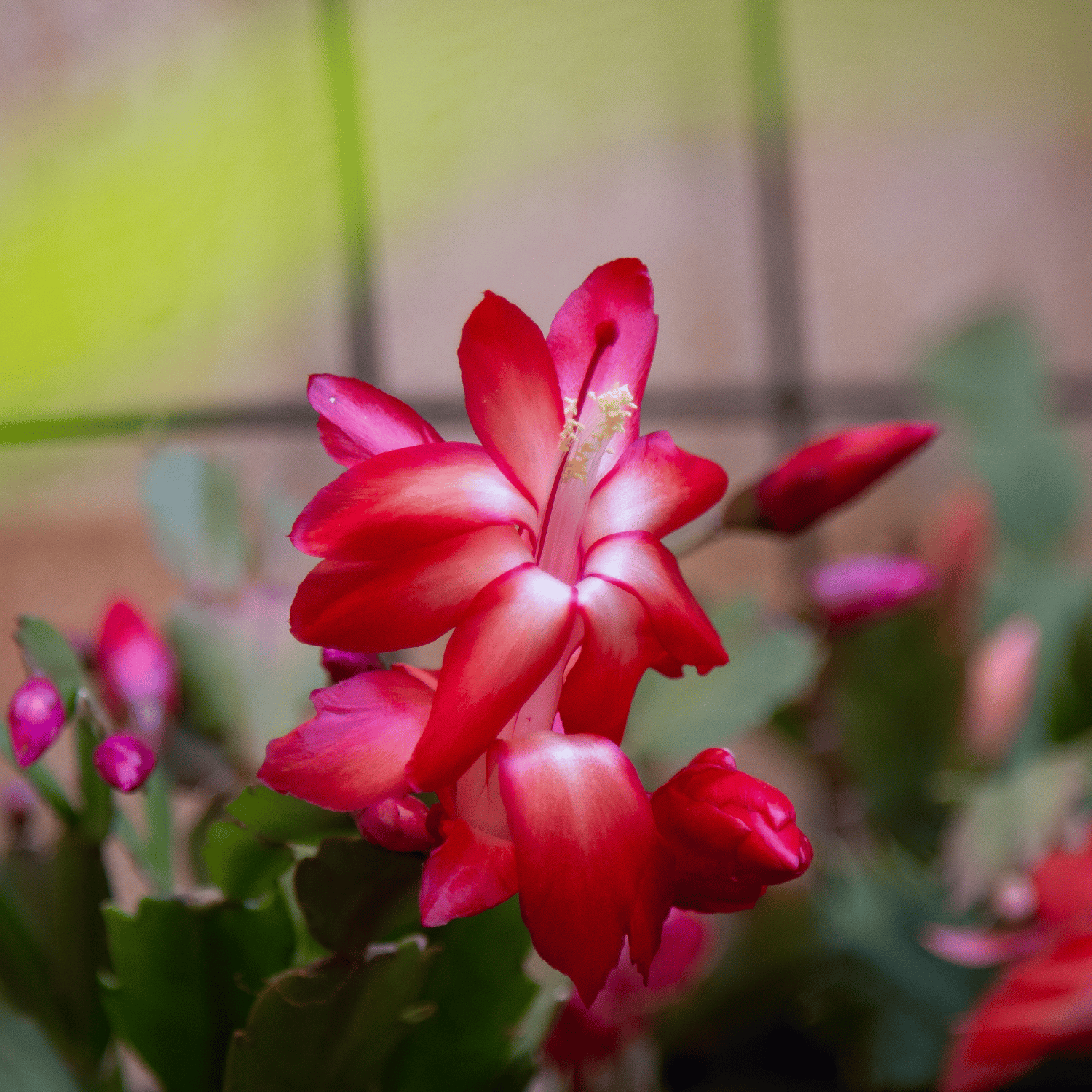 Christmas Cactus Flower Live Plant-(Red)